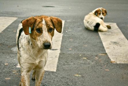 Pouličné psy v Bukurešti
